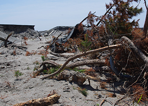 津波によって倒されたマツと壊された堤防